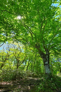 iʐ^pl  y uibqH uie 06 CeA A[gpl pl ʐ^ Ǌ| Ǐ ͗lւ ͋C  rO _CjO ItBX  fuk-478-m30