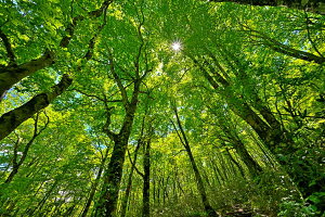 iʐ^|X^[  y V uibqH 05 Ǌ| Ǐ ͗lւ ͋C rO _CjO ItBX  osp-005