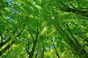 iʐ^pl  y uibqHؘ̖R 09 ʉ摜 CeA A[gpl OtBbN EH[fR Xї }CiXCI ₵ IV _ v[g Mtg 