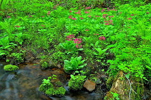 iʐ^pl  ֒ Lȏ 08 CeA pl ʐ^ i R  Xї Ǐ Ǌ| zv炸 ͗lւ ͋C   rO ItBX r[ fuk-509-M25