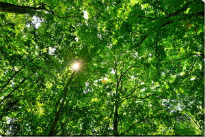 iʐ^pl st ؘR V΂Ƒz 07 ʉ摜 {^jJ z ؁X A[gpl CeA pl A[gt[ ʐ^ Mtg Ǌ| zv炸 Ǐ ͋C 