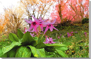 iʐ^pl   ԌR J^N̉ A[gpl ʐ^ pl CeA Ǌ| Ǐ  ͗lւ ͋C  Vz tH[  rO ItBX r[ HN-61-M