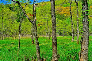 iʐ^|X^[  y mc iɂʂ܁j V΂ƃELJ ()  {^jJ CeA A[g|X^[ ʐ^ t  iF |X^[ v[g Mtg j j V