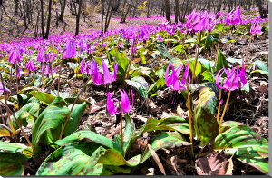 iʐ^pl Ȗ، ߐ{ ߉ϐ쒬 uJ^NRv {^jJ EH[fR A[gpl OtBbNA[g CeA Ǐ Ǌ| zv炸 ͗lւ ͋C tH[ 