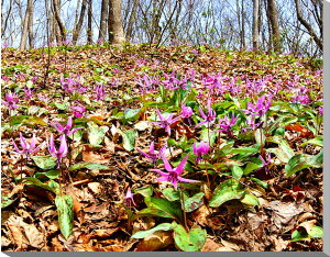 iʐ^pl Ȗ، ߐ{ ߉ϐ쒬 uJ^NRv v[g Mtg i ԗ j  Vz z a LO  CeA fBXvC OtBbN A[gpl