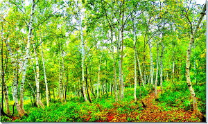 iʐ^pl   mR  A[gpl CeA pl ʐ^ v[g Mtg i ԗ j  Vz z a LO Nj IYA-002