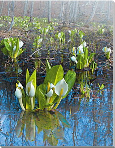 iʐ^pl  y m A[gpl CeA EH[fR fBXvC ʐ^ ~YoVE {^jJ  iF pl Ǐ Ǌ| zv炸 ͗lւ ͋C  