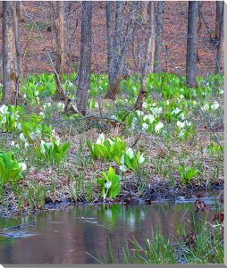 iʐ^pl  y m A[gpl CeA EH[fR fBXvC ʐ^ ~YoVE {^jJ  iF pl Ǐ Ǌ| zv炸 ͗lւ ͋C  v