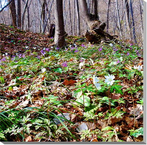 iʐ^pl  y j AY}C`Q {^jJ CeA A[gpl ʐ^  iF pl Ǐ Ǌ| zv炸 ͗lւ ͋C  ̎vo rO ItBX 