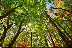 iʐ^pl  ɒBs R oRؘ̖R ʉ摜 厩R R iF CeA A[gpl EH[fR pl ʐ^ v[g Mtg i ԗ j  Vz 