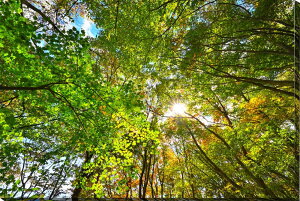 iʐ^pl  ɒBs R oRؘ̖R ʉ摜 厩R R iF CeA A[gpl EH[fR pl ʐ^ ͗lւ ͋C Ǌ| Ǐ zv炸 rO