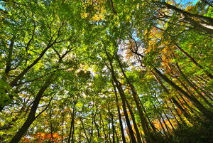 iʐ^|X^[  R i傤j oR̖؉k 02 kSR j  A[gpl OtBbN {^jJA[g CeA EH[fR FUK-040-A