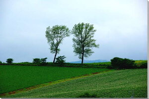 風景写真パネル 北海道 美瑛 パフィーの木 ウォールデコ アート グラフィック インテリア ディスプレイ お祝い 記念日 プレゼント ギフト 旅の思い出 風水 HOK-121-M15