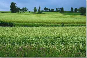 風景写真パネル 北海道 美瑛の風景 そば畑 大自然 雄大 北の大地 癒やし インテリア アートパネル ウォールデコ グラフィック プレゼント ギフト お祝い 新築祝い 引っ越し祝い 結婚祝い 記