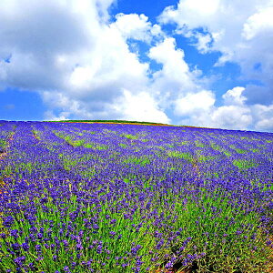 iʐ^pl kC xǖ ̏ox_[ v[g Mtg i ԗ j  Vz z a LO Nj OtBbN EH[A[g CeA IV 