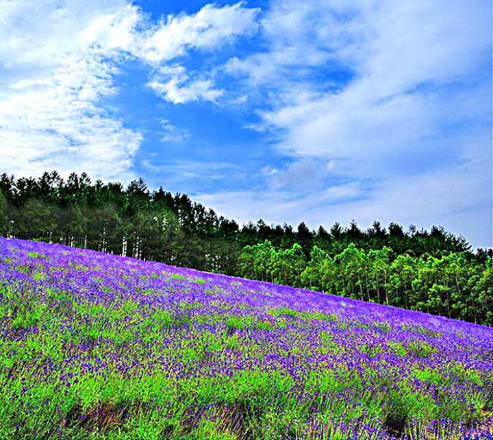 楽天市場 風景写真パネル 北海道 上富良野 日の出ラベンダー園 花畑 ボタニカル ウォールデコ アートパネル グラフィックアート インテリア 壁飾り 壁掛け 額要らず 模様替え 雰囲気作り リフォーム 新築 お祝い ギフト プレゼント Hok 94 F15 写真パネルのあぁとす
