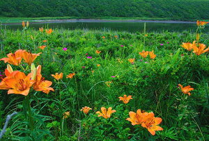 風景写真パネル 北海道 ワッカ原生花園 エゾスカシユリ ボタニカル グラフィック アート ウォールデコ 癒やし オシャレ モダン アートパネル インテリア 壁飾り 壁掛け 額要らず 模様替え