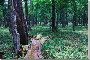 iʐ^pl  ꃖ A[gpl CeA OtBbNA[g EH[fR fBXvC pl ʐ^ Ǐ Ǌ| zv炸 ͗lւ ͋C tH[ Vz  