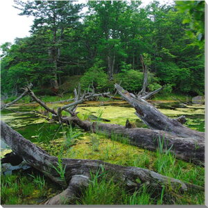 iʐ^pl  ꃖRTH r̓| CeA A[gpl pl ʐ^ Ǐ Ǌ| zv炸 ͗lւ ͋C  rO ItBX  v[g Mtg 