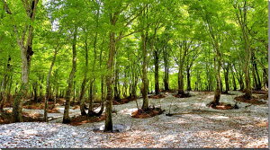 iʐ^pl R` R 1 A[gpl CeA EH[fR OtBbN fBXvC pl ʐ^ Ǌ| Ǐ zv炸 ͗lւ ͋C  rO  BIG-23-116561