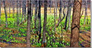 iʐ^pl  y mc iɂʂ܁j m {^jJ ~YoVE A[gpl CeA pl Ǌ| Ǐ ͗lւ ͋C  ̎vo v[g Mtg 