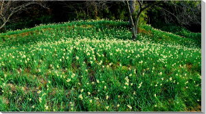 風景写真パネル 千葉 房総 水仙ロード ボタニカル インテリア アートパネル ウォールデコ グラフィック パネル 写真 壁飾り 壁掛け 額要らず 模様替え 雰囲気作り 新築 リフォーム オフィス
