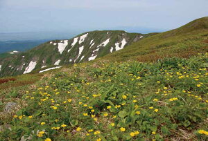 |XgJ[h R` R ~}L|EQ i ʐ^ G͂ t 莆  A O[eBOJ[h Mtg j v[g ̎vo PST-104