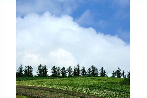 |XgJ[h kC l _ƃWKC̉ PST-127 Ǐ CeA ͂ t ւ O[eBOJ[h  A