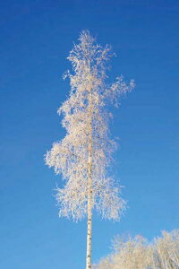 |XgJ[h AXJEtFAoNX X̔ i ʐ^ G͂ t 莆  A O[eBOJ[h bZ[W Mtg j v[g ̎vo PST-162