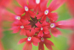 |XgJ[h o[xi  i ʐ^ {^jJ A i ʐ^ G͂ t 莆  A O[eBOJ[h bZ[W Mtg j v[g ̎vo PST-87