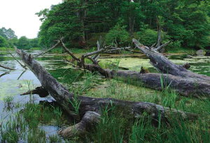 |XgJ[h Ȗ  ꃖ ԏ̓| bZ[WJ[h G͂ i ʐ^ Mtg j v[g 莆 ̎vo PST-91