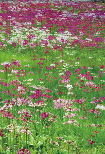 |XgJ[h Ȗ  胖l N\E PST-94 i ʐ^ Mtg j v[g 莆 ̎vo