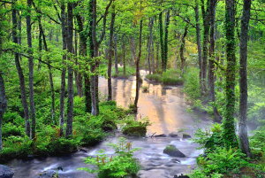 |XgJ[h  ֒ ~蒍 PST-115 O[eBOJ[h  A ւ G߂̕ւ 莆 t ͂ v[g CeA