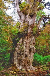 iʐ^|X^[ ERY v ꕶ EH[fR CeA OtBbN Ǐ Ǌ| zv炸 ͗lւ ͋C Vz tH[ ItBX rO  r[ osp-42