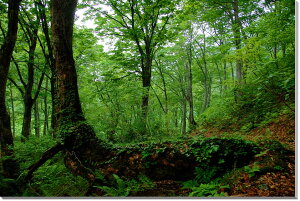 iʐ^pl R`  CeA A[gpl EH[fR fBXvC OtBbN pl ʐ^ Ǐ Ǌ| zv炸 ͗lւ ͋C ̎vo   rO I