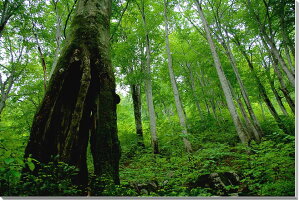 iʐ^pl R`  CeA A[gpl EH[fR fBXvC pl ʐ^ R  ₵ q[O  Ǐ Ǌ| zv炸 ͗lւ ͋C  