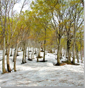 iʐ^pl R` R CeA A[gpl EH[fR OtBbN fBXvC pl ʐ^ v[g Mtg i ԗ j  Vz z a LO Nj 