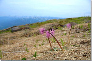 風景写真パネル 山形 月山 インテリア アートパネル ウォールデコ グラフィック ディスプレイ パネル 写真 壁掛け 壁飾り 額要らず 模様替え 雰囲気作り 風水 リビング 玄関 YAM-05-M15
