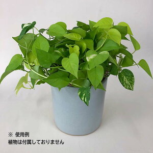 Z~bN Z~bNJo[ t[|bg K[fG K[fjO Mtg v[g 蕨 CeA CeAIuWF CeA  No.1