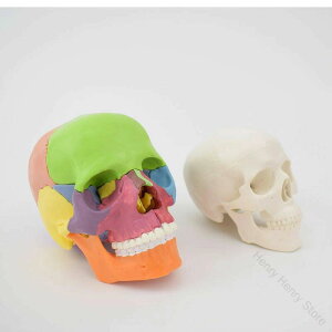 ���Ȏ��@�Ȋ�ȓ� �e���ʔz�F�ł킩��₷�� 15�ɕ����\ �����\�Ȋ{�֐߂��Č� ���i ���͌^ �{�֐� �͌^ �[�� ���W���͌^