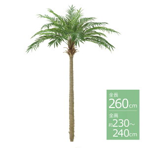 観葉植物 ヤシの木 フェニックス」の人気商品一覧・価格比較 - 価格.com