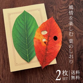 しおり リーフ 2枚セット 【送料無料】 葉 葉っぱ 植物 ボタニカル 新緑 紅葉 落ち葉 紙 栞 文庫本 高品質印刷 両面 おしゃれ SHIORI ブックマーク かわいい 可愛い リアル 型抜き プチギフト プレゼント 引越し挨拶
