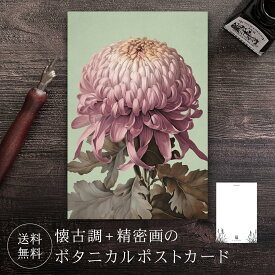 ポストカード キク 【送料無料】 ボタニカル 葉書 はがき ハガキ 絵葉書 絵はがき グリーティングカード メッセージカード クリスマスカード バースデーカード ウェディングカード お祝い クリスマス バレンタイン 誕生日 おしゃれ 可愛い 花 絵 イラスト きく 菊