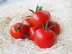 赤色ミニトマト 1kg【甘味と酸味のバランスが良好】熊本県産