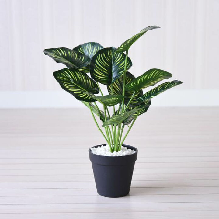 楽天市場 アフターsale 10 Off クーポン 人工観葉植物 造花 イングリッシュガーデン カラテア おしゃれ フェイクグリーン インテリア 鉢 小さい ヨーロピアン インテリア雑貨 室内 リビング 玄関 トイレ 輸入家具専門店アートイタリア 楽天市場 アフターsale 10 Off クーポン 人工観葉植物 造花 イングリッシュガーデン カラテア おしゃれ フェイクグリーン インテリア 鉢 小さい ヨーロピアン インテリア雑貨 室内 リビング 玄関 トイレ 輸入家具専門店アートイタリア