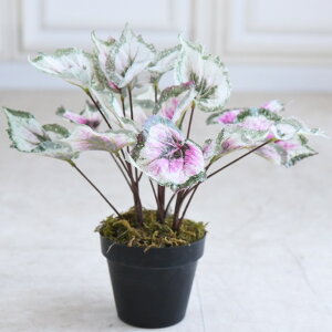 yN[|zzBLACKFRIDAYZ[z ̎O[ xSjA L RR Rococo AeB[N [sA NVbN CeAG tFCNO[ lHϗtA   x