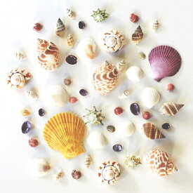 いろいろな貝殻 約90g アイスタジオ M70 【 工作素材 海 ナチュラル 飾り デコ素材 】