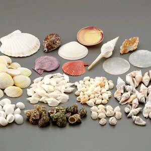 シェル アソート 1kg 【 飾り デコ素材 アクセサリー ジオラマ 貝殻 貝 】