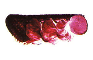 [ [։ ] }c_ X[p[G̋ J[}C[L 6 20ml 1{ y G  G c z