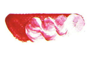 [ [։ ] }c_ X[p[G̋ sN}_[ 6 20ml 1{ y G  G c z